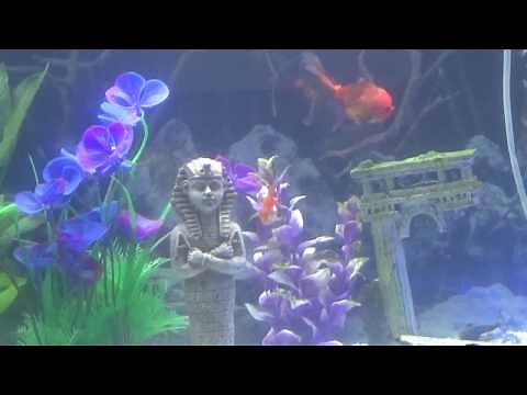 Aqua one Horizon 130 - Excellent Fish Tank Package!