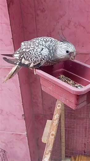 Hand Train cocktail #paroot training