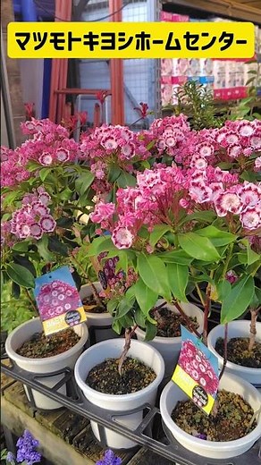 May Haul & Purchases: Matsumoto Kiyoshi Home Center Gardening Part 1