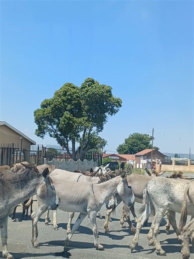 Exploring Free Roaming Donkeys in KZN
