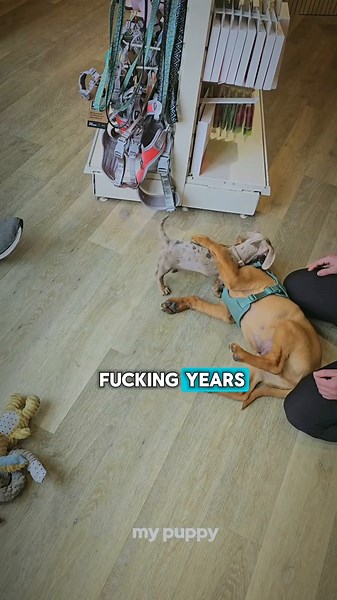 Discover the Miniature Dachshund: A Satirical Look