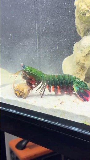 Mantis Shrimp’s Deadly Hammer Punch! 🔨🐚