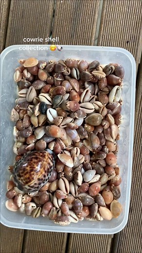 your sign to go cowrie shell collecting | cowrie shells