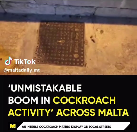 Unusual Cockroach Mating Display in Malta