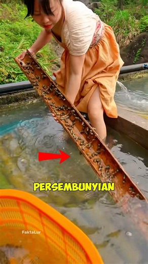 Cara Unik Budidaya Tutut Pakai Bambu