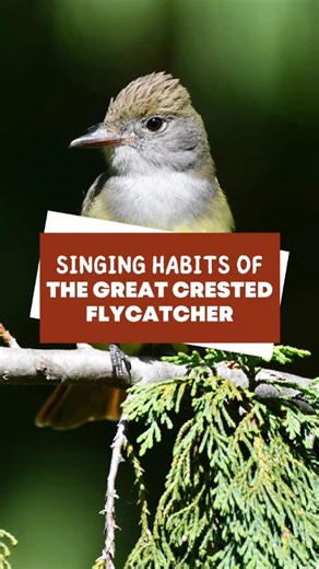 Ever wondered how the Great Crested Flycatcher fills the backyard with its bold calls? Learn the unique singing habits of this fascinating bird. Watch the full video now on our YouTube channel! #BackyardBirds #GreatCrestedFlycatcher #BirdSongs #MarksBackyardBirds #Birdwatching #BirdLovers | Backyard Bird Center | Facebook