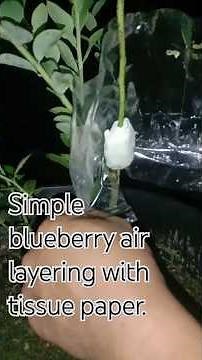 Blueberry air layering made simple using tissue paper.