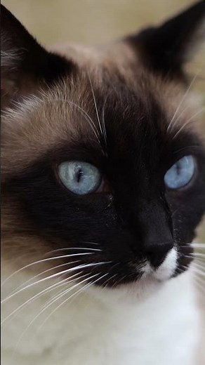 Siamese Cat Personality #cat #pets #felines #cats #cat