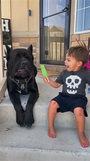 “Small Dogs Acting Brave vs Real Scary Dogs 😱🐕#SmallDogs#ScaryDogs#ViralShorts#USAAnimals