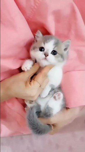 Saddest Cat Screaming Ever 😻 #201 | #shorts #cutecats #viral