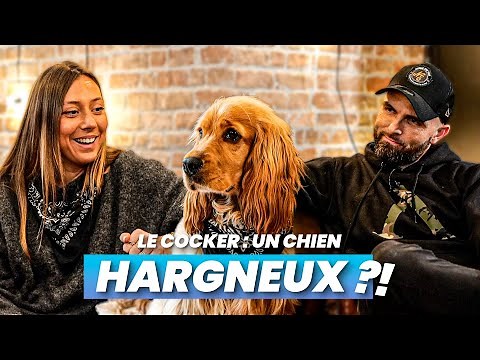 Cocker Spaniel: The Snarling Little Dog? feat. Diane Perreau