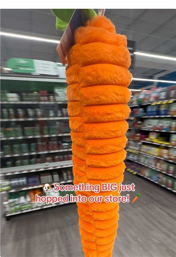 🐰🐶 Something BIG just hopped into our store! 🐶🐰 We have a HUGE dog toy that looks like a giant fluffy carrot 🥕🧸—and your pup is going to go wild for it! Perfect for dogs who love big toys, tugging, and playful fun. 📍 Pet Supplies Plus – Dundalk Come check it out before it hops away! 🐾💥 🐕 Toys • Fun • Tail wags guaranteed 🐕