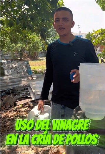 #CapCut uso del vinagre en la cría de pollos Y las cantidades adecuadas para utilizarlo #vinagre #vinagreparapollo #pollo #pollosdeengorde