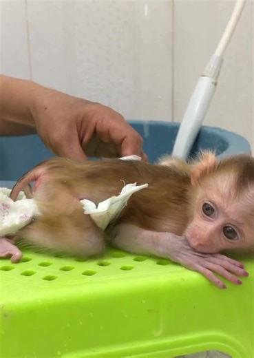 Adorable Monkey Moments: Cute Animal Reels