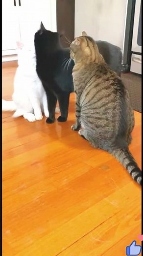 Epic Cat Showdown 🐱🔥 Funniest & Most Dramatic Cat Fight Ever Caught on Camera