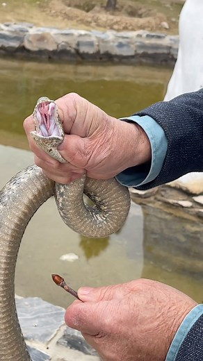 Alisher Yarmatov on Instagram: "Negativlar uchun😉 Zaharli ilonlar 🔥🔥🔥"