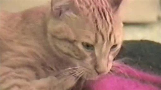 The Planet's Funniest Animals S01:E13 - Episode 13