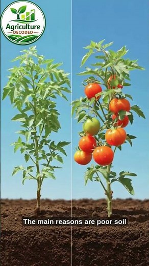 Tomato Plants Not Growing? Fix It Fast! (3 Reasons) #agribusiness #agriculture #agriculturedecoded
