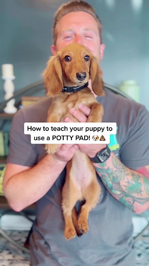 How to Teach Your Puppy to Use a Potty Pad! 🐶💩