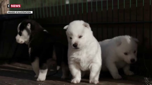 Chaque jour, 200 chiens sont volés en France