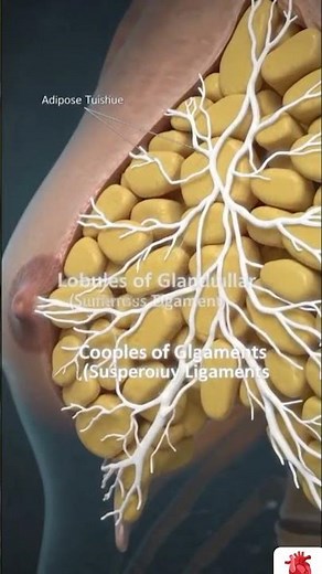 Breast Size: What Actually Makes Breasts Grow? 🧬 | Medical Facts