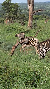 Watch this young zebra giving itself a nice scratch ❤️✨️👌 #safari #viralvideochallenge #facebookviral #mpumalangatourism #naturelovers #natureinspired #Wildlife #krugernationalpark #videoviral #zebra | Martin On Safari