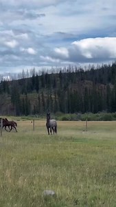 Always love blowing back and forth with one of my favorite wild stallions. But what are we actually saying? 😅 #flyinglranch #flying_l_ranch #portaltothemajesticandwild #flyinglranchexclusive | Flying "L" Ranching