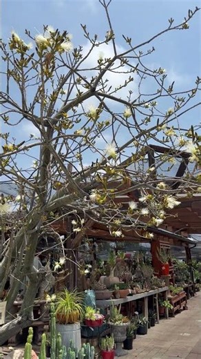 White blossoms look so festive on Bombax ellipticum 'Rubrum' Shaving Brush Tree 🤍🎄🌱
