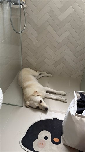 Help him leave the bathroom 🙏🏻 #RobbieTheLab