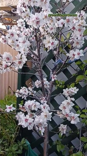 unbelievable almond tree bloom l tons of flowers in my garden #shorts#viral ‪@greenlifegardenau‬
