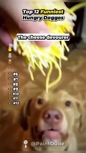 The FUNNIEST Hungry Doggos
