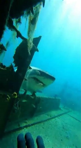 Diver Opens a Mysterious Ship Locker… Something Appears Out of Nowhere 😱 | POV Underwater