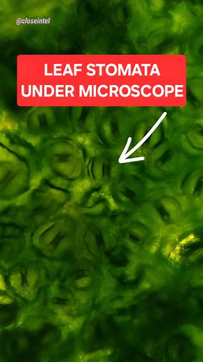 14K views · 277 reactions | Leaf Cell Stomata Under Microscope  #Microscope #cellbiology #scienceiscool #microscopy | Closeintel | Facebook