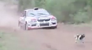 This is the luckiest dog on the planet. | Sports Illustrated Extra Mustard