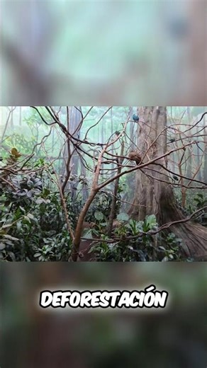 World of Birds (Bronx Zoo)