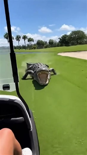 Crocodile on the Golf Course #animals #shorts