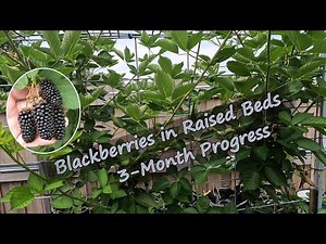 Prime-Ark Freedom Blackberries in Raised Beds
