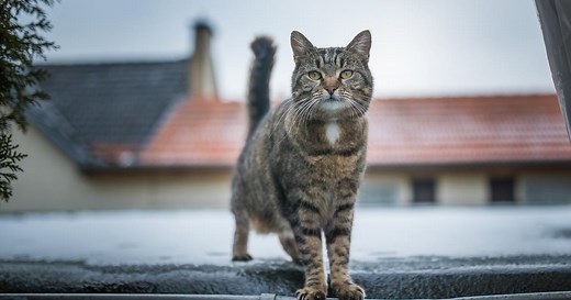 Qu'appelle-t-on un chat de gouttière ?