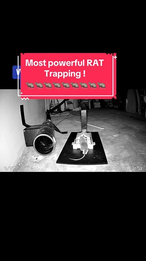 Powerful & Effective Rat Traps Review