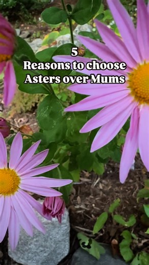 5 Reasons to Choose Asters Over Mums. 1) Many asters are native and perennials. 2) They’re host plants for butterflies. 3) They bloom later into fall — perfect for monarch migration. 4) They provide a steady nectar supply for bees. 5) Their seed heads feed birds through the winter. A beautiful, hardworking alternative for your fall garden. New here? Come follow along to learn more about gardening, nature, and our pollinators. #NativePlants #FallGarden #PollinatorFriendly #SupportPollinators #Mon