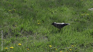 Raven or rook in slow motion roams the green lawn in search of food. Black birds walk among the grass on the field. The bird eats insects.