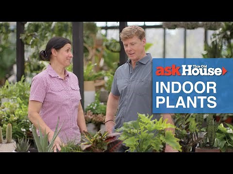The Best Indoor Plants for Every Light Level | Ask This Old House