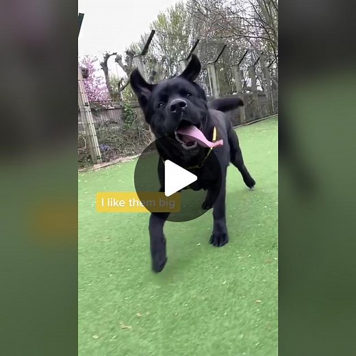 Meet Big Boy Bear at Dogs Trust Glasgow