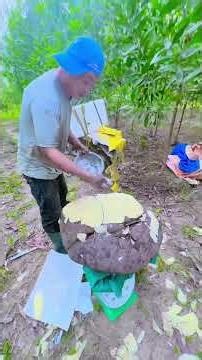 Củ bình vôi to khổng lồ hơn 100 năm tuổi #binhvoi #bonsai #củbinh vôi -0974-724-677