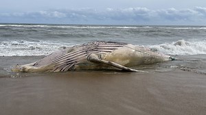Dead whale washes ashore on Avon, NC beach