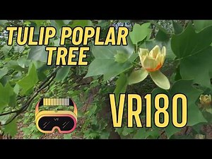 8K VR180 | Tulip Poplar Tree | Tennessee's State Tree | Watch in VR