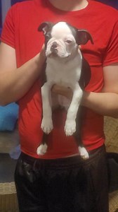 Oona taking a break from playing!!! | Judy's Bayou Bostons- Family Raised Boston Terrier Puppies!