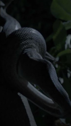 Snake swallowing prey whole 🐍🐁