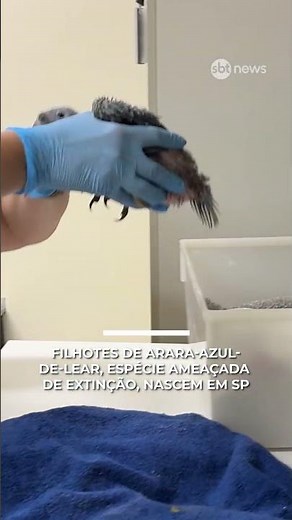 Lear's macaw chicks, an endangered species, are born in SP | #sbtnews