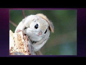 Ezo Flying Squirrel